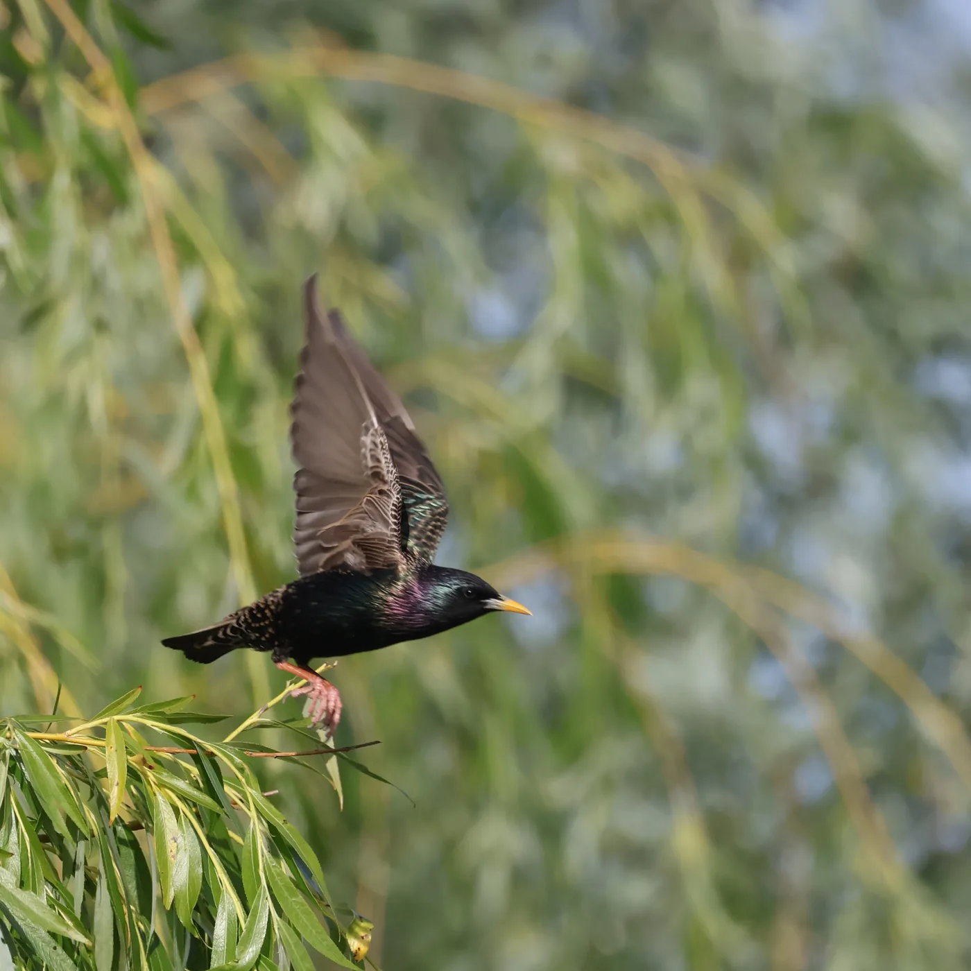 European Starling photographed in the field